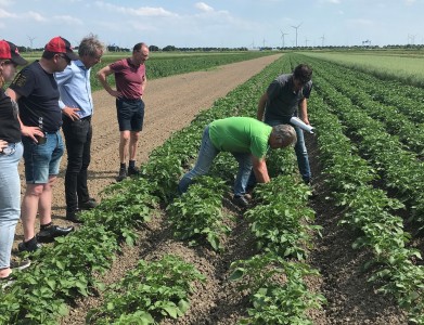 Interesse in strokenteelt vanuit binnen- en buitenland