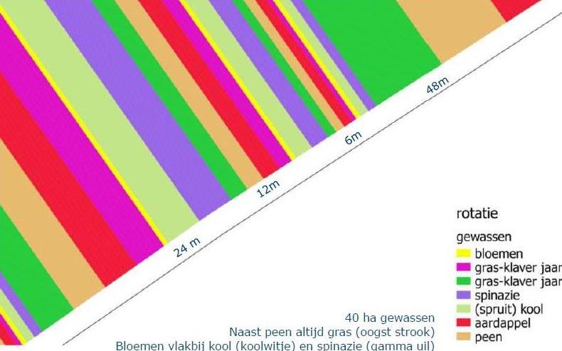 IllustratieLayoutStrokenteeltZonderTitel