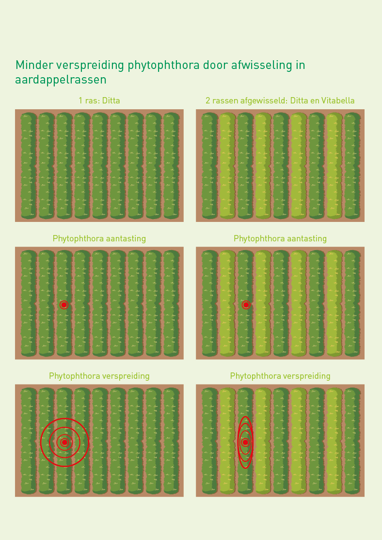 IllustratieAfwisselingAardappelrassen