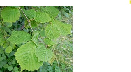 Hazelaar blad Hazelaar blad